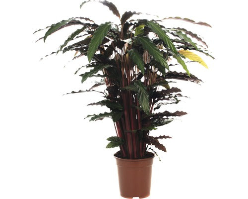 Planta Care Se Roaga Floraself Calathea Ornata 'wavestar' H 105-120 Cm Ghiveci Ø 21 Cm