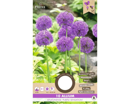 Bulbi De Flori Allium Purple Sensation 10/12 10 Buc