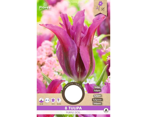 Bulbi De Lalele Purple Doll 11/12 8 Buc