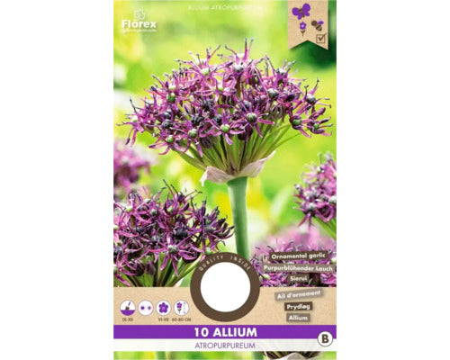 Bulbi De Flori Allium Atropurpereum 7/8 10 Buc