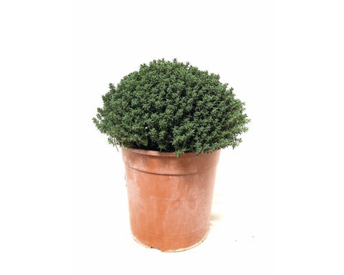 Cimbru Floraself Thymus Vulgaris Ghiveci Ø 18 Cm