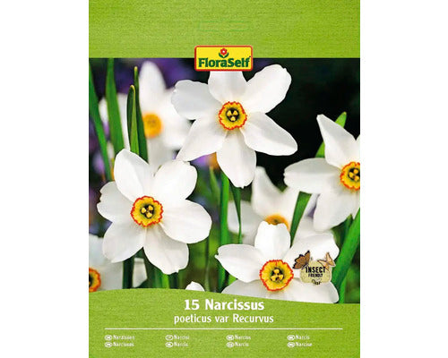 Bulbi Narcise Floraself Recurvus 10/12 15 Buc
