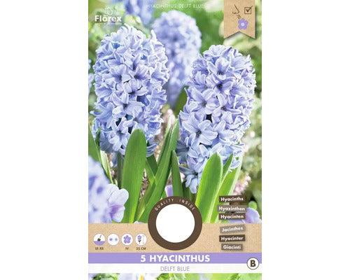 Bulbi Zambila Delft Blue 15/16 5 Buc