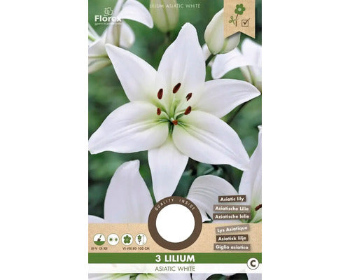 Bulbi De Crini Asiatic Albi 16/18 3 Buc