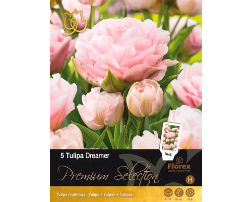 Bulbi De Lalele Premium Dreamer 11/12 5 Buc