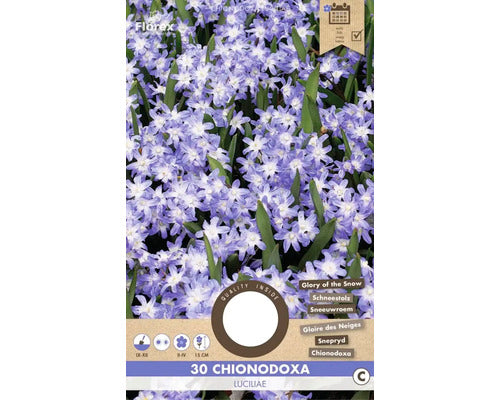 Bulbi De Flori Chionodoxa Luciliae 5/6 30 Buc