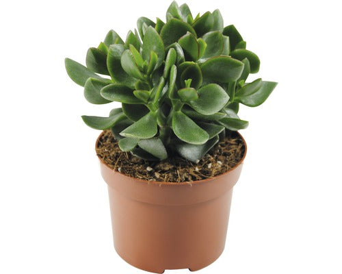 Arborele De Bani Floraself Crassula Ovata 'hulk' H 15-20 Cm Ghiveci Ø 12 Cm