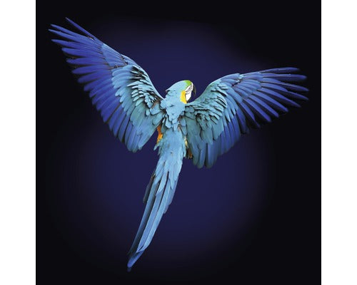Tablou Sticla Blue Parrot 30x30 Cm