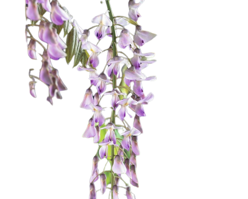 Butas Glicina Roz Floraself H 50-70 Cm Co 2, 3 L