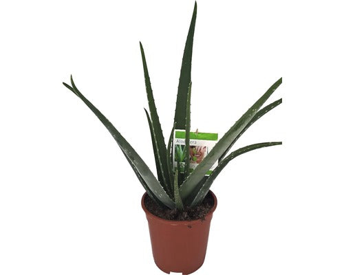 Aloe Vera Floraself H 50-60 Cm Ghiveci Ø 17 Cm