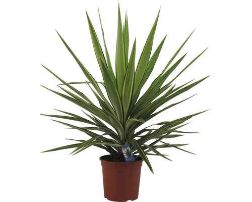 Yucca Elephantipes H 35-45 Cm Floraself Ghiveci Ø 20 Cm