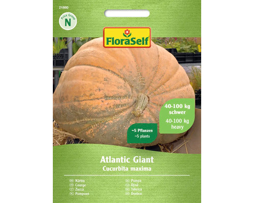 Seminte Legume Floraself Dovleac Gigant Atlantic