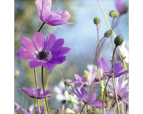 Tablou Sticla Purple Flowers I 20x20 Cm
