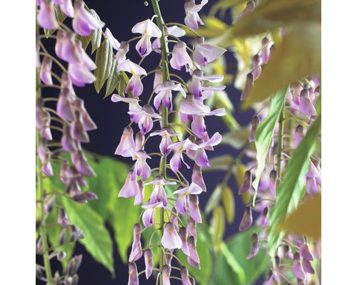 Butas Glicina Roz Floraself H 50-70 Cm Co 2, 3 L