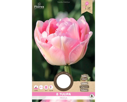 Bulbi De Lalele Finola 11/12 8 Buc