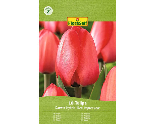 Bulbi De Lalele Floraself Red Impression 11/12 10 Buc