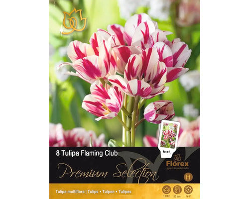 Bulbi De Lalele Premium Flaming Club 11/12 8 Buc
