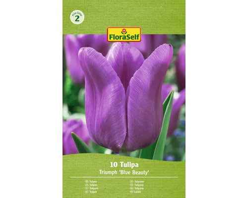 Bulbi De Lalele Floraself Blue Beauty 11/12 10 Buc