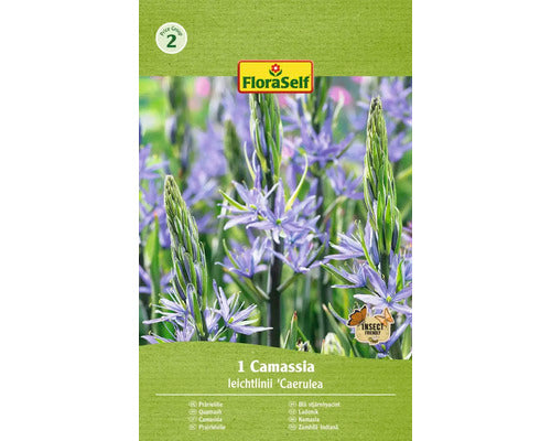 Bulb De Crini Floraself Camassia Leichlinii 14/16 1 Buc