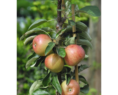 Bio Pom Fructifer Mar Pitic Floraself Bio Malus Domestica 'delgrina' H 60-0 8cm Co 7, 5 L