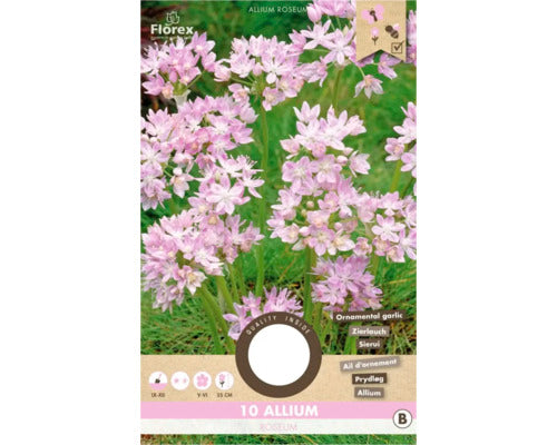 Bulbi De Flori Allium Roseum 5/+ 10 Buc