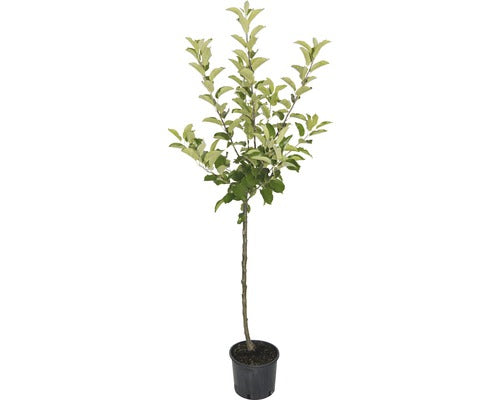 Pom Fructifer Mar Floraself Malus Domestica 'gloster' H 150-180 Cm Co 6 L