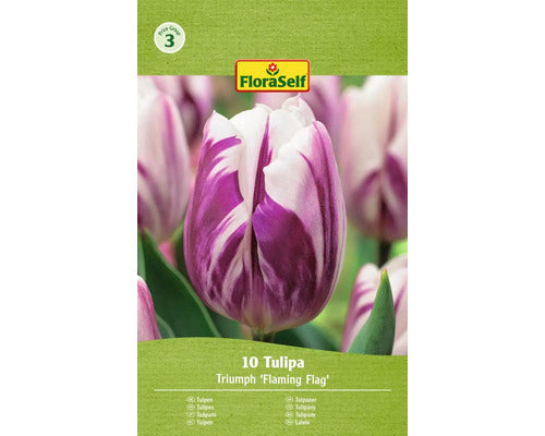 Bulbi De Lalele Floraself Flaming Flat 11/12 10 Buc