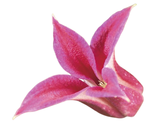 Clematita Princess Diana Floraself H 50-70 Cm Co 2, 3 L