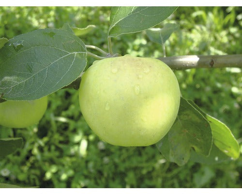 Bio Pom Fructifer Mar Alb Clar Floraself Bio Malus Domestica H 120-150 Cm Co 7, 5 L