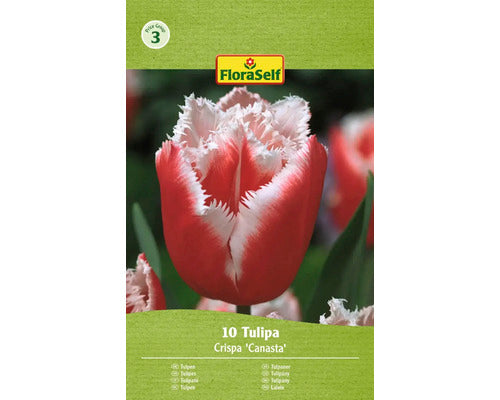 Bulbi De Lalele Floraself Canasta 11/12 10 Buc