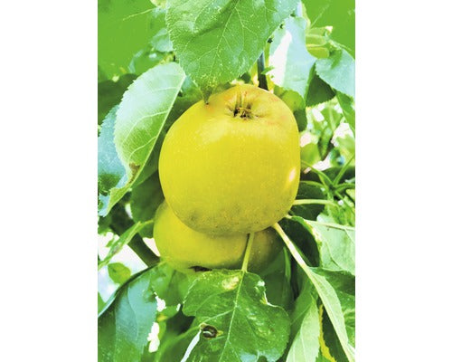 Bio Pom Fructifer Mar Columnar Floraself Bio Malus Domestica 'garden Fountain' H 130-150 Cm Co 7, 5 L