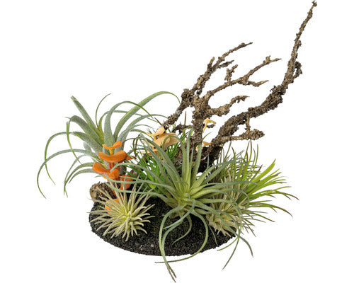 Planta Artificiala Tillandsia Mix H 19 Cm Verde