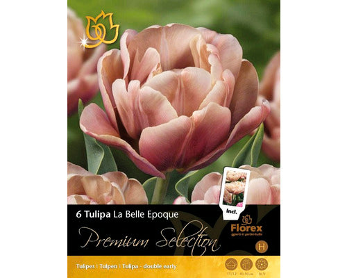 Bulbi De Lalele Premium Selection La Belle Epoque 6 Buc