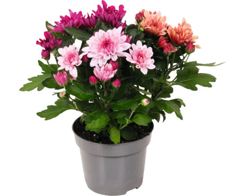 Crizantema Floraself Chrysantemum Indicum Ghiveci Ø 20 Cm
