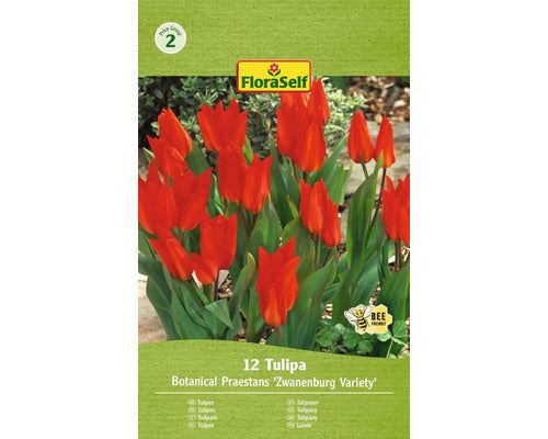 Bulbi De Lalele Floraself Praestans Zwanenburg 9/10 12 Buc