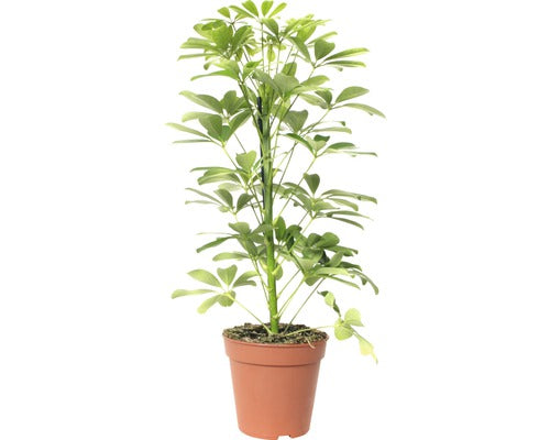 Arborele Umbrela Floraself Schefflera Arboricola 'nora' H 45-55 Cm Ghiveci Ø 13 Cm