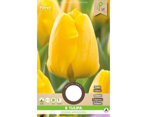 Bulbi De Lalele Golden Apeldoorn 12/+ 8 Buc