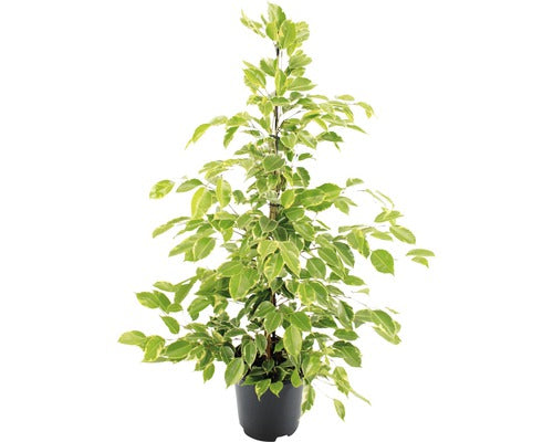 Ficus Benjamina Floraself ''golden King' H 100-110 Cm Ghiveci Ø 21 Cm