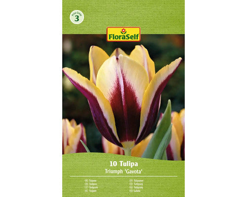 Bulbi De Lalele Floraself Gavora 11/12 10 Buc