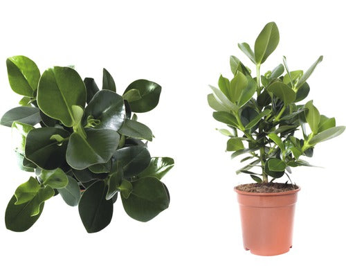 Planta Autograf Floraself Clusia Rosea Princess H 55-65 Cm Ghiveci Ø 17 Cm
