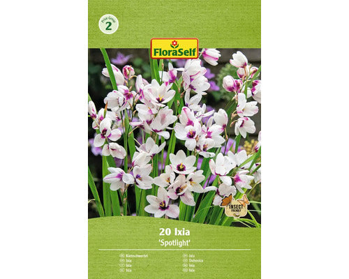Bulbi De Flori Floraself Ixia Spotlight 5/+ 20 Buc