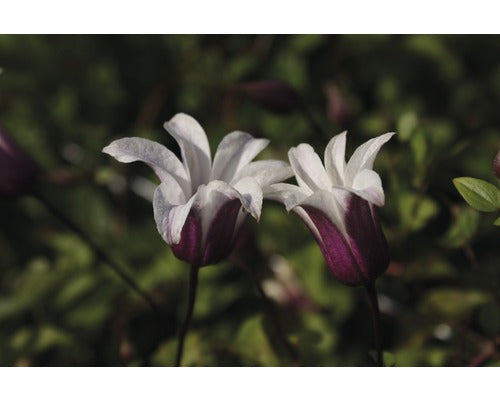 Clematita Floraself Clematis Hybride H 50-70 Cm Co 2, 3 L