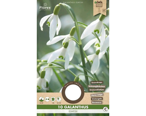 Bulbi De Flori Ghiocei Elwesii 5/6 10 Buc