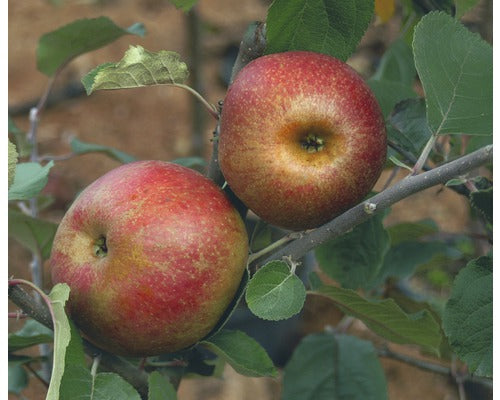 Bio Pom Fructifer Mar Floraself Bio Malus Domestica 'red Boskoop' H 120-150 Cm Co 7, 5 L