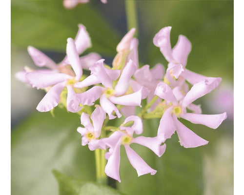 Iasomie Stelara Roz Floraself Trachelospermum Asiaticum 'pink Air' H 50-70 Cm Co 2, 3 L