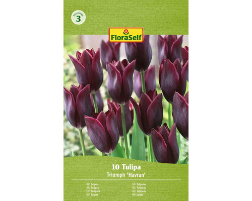 Bulbi De Lalele Floraself Havran 11/12 10 Buc