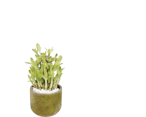 Bambus Norocos Floraself Lucky Bamboo H 20 Cm Ghiveci Ø 11 Cm