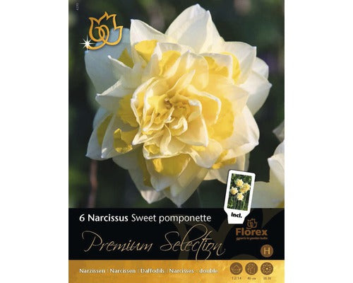 Bulbi Narcise Premium Sweet Pompon 6 Buc