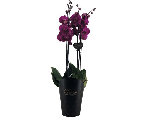 Orhidee Fluture Floraself Phalaenopsis Hybride H 70-80 Cm Ø 17 Cm, 4 Tije Diferite Culori