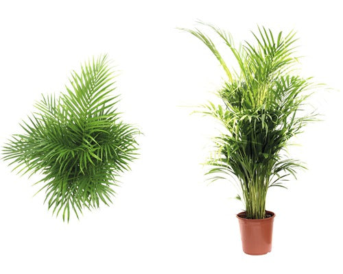 Palmier Areca Floraself Dypsis Lutescens H 120-135 Cm Ghiveci Ø 24 Cm